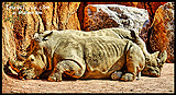 Rinoceronti bianchi, ingrandisci la foto