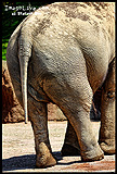 Elefante indiano, lato B, ingrandisci la foto